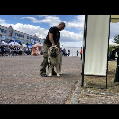 IDS SZCZECIN'18 - BALDUR